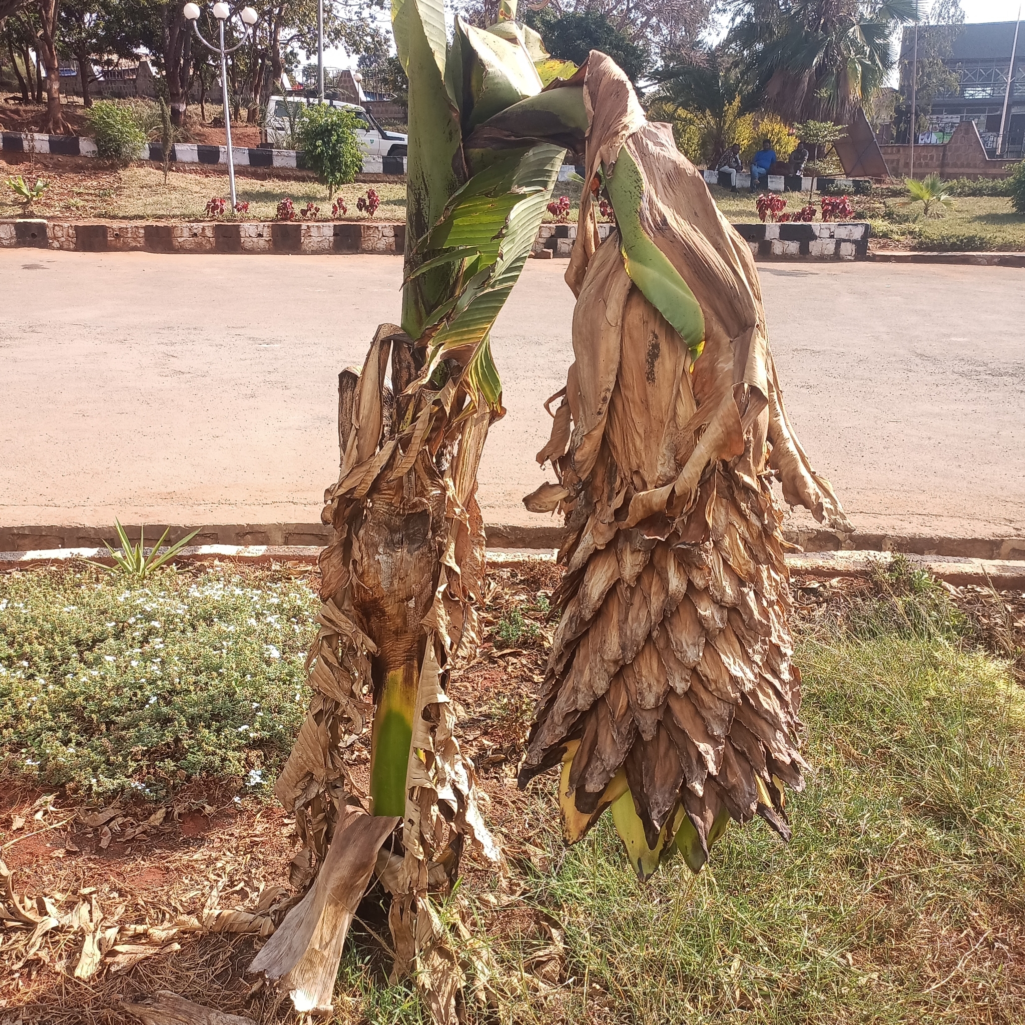 Imagem de Falso-banana