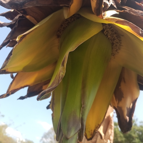 Foto de Falso-banana