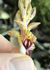 Corallorhiza striata vreelandii