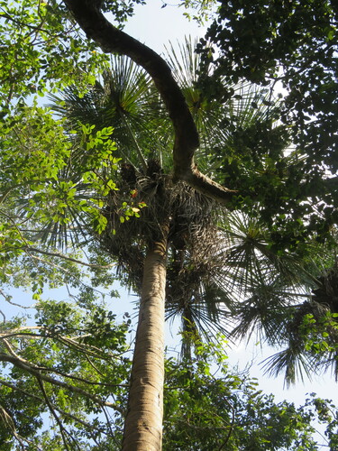 Foto de Buriti