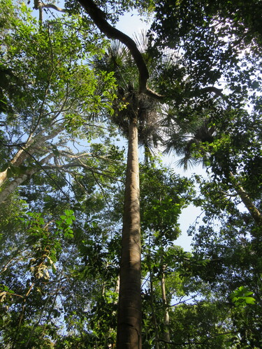 Foto de Buriti