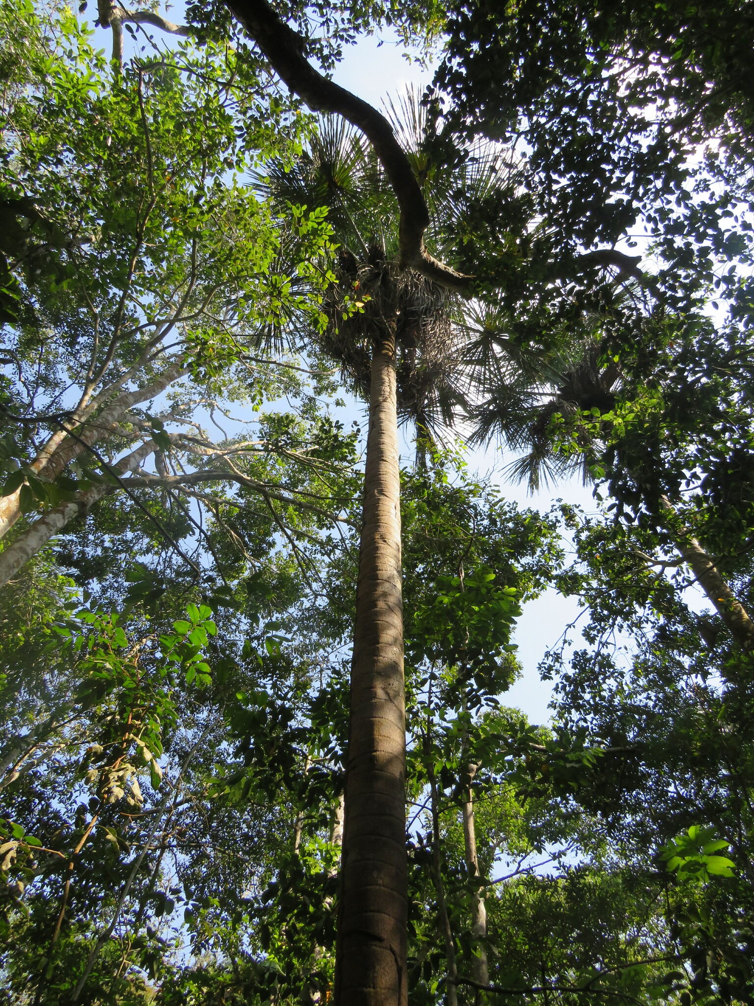 Imagem de Buriti