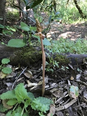 Corallorhiza striata vreelandii