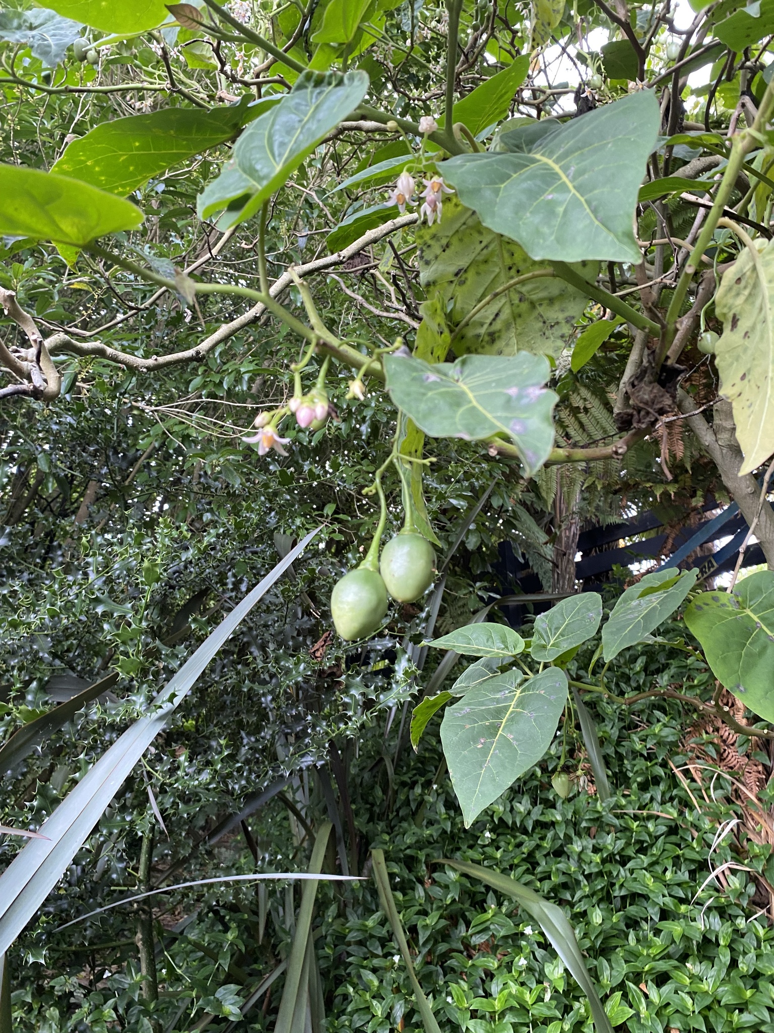 Imagem de Tomate de árvore