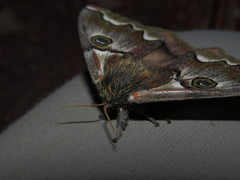 Polythysana cinerascens