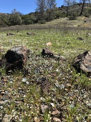 Sabulina californica