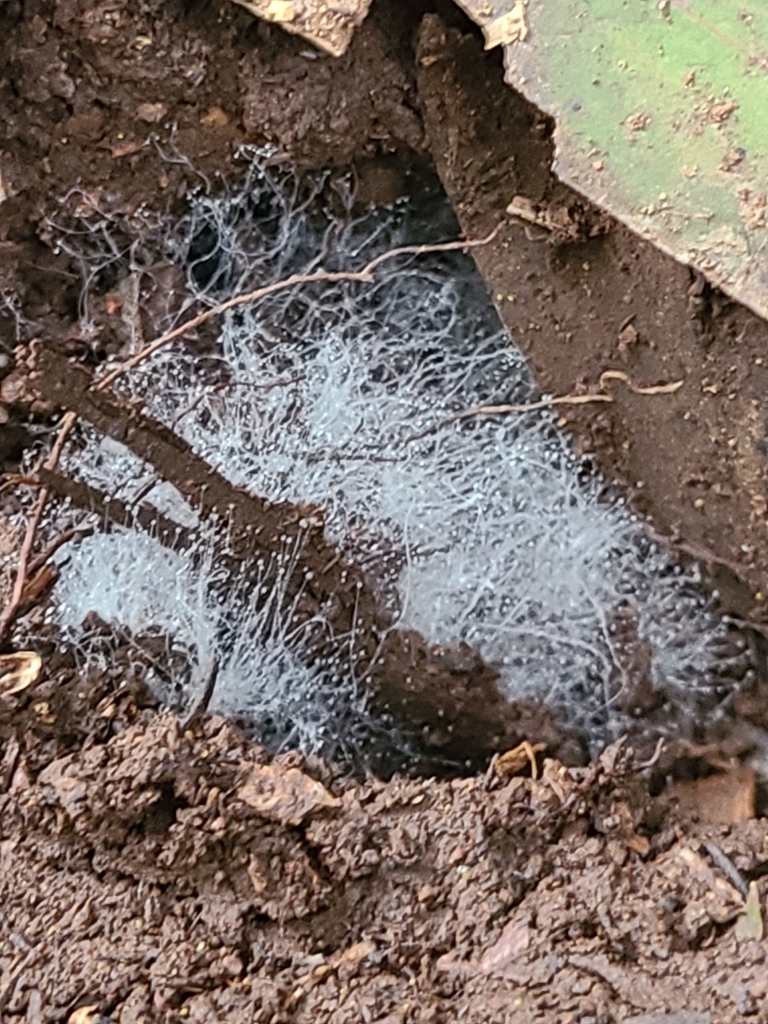 zygote fungi from Sherbrooke VIC 3789, Australia on January 18, 2024 at ...