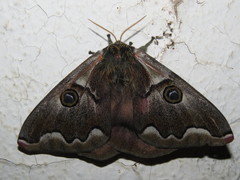 Polythysana cinerascens