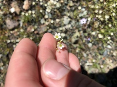 Sabulina californica