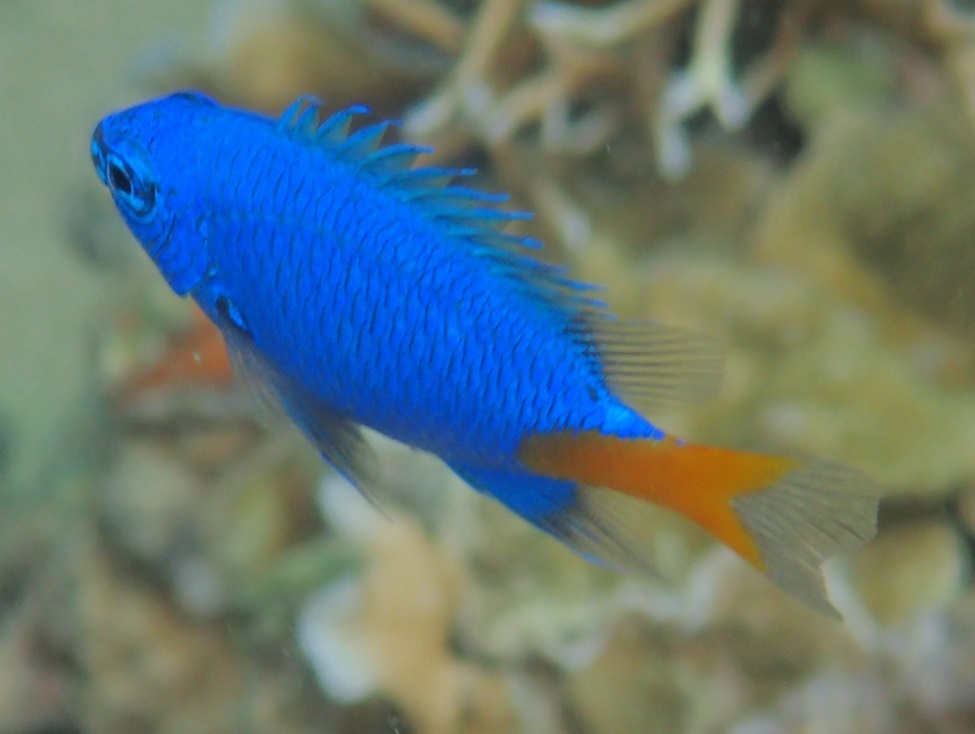 Goldtail Demoiselle