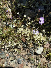 Sabulina californica