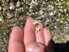 Sabulina californica