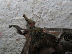 Polythysana cinerascens