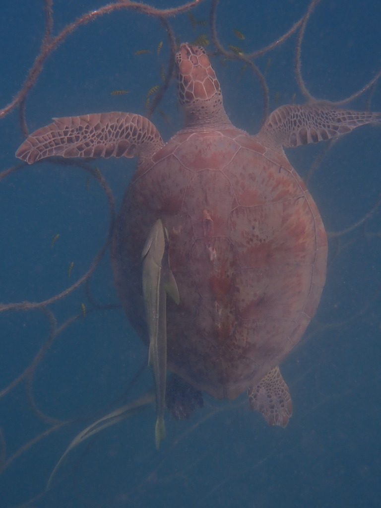 Green Sea Turtle In January 2024 By Jo Lle VINCENT INaturalist   Large 