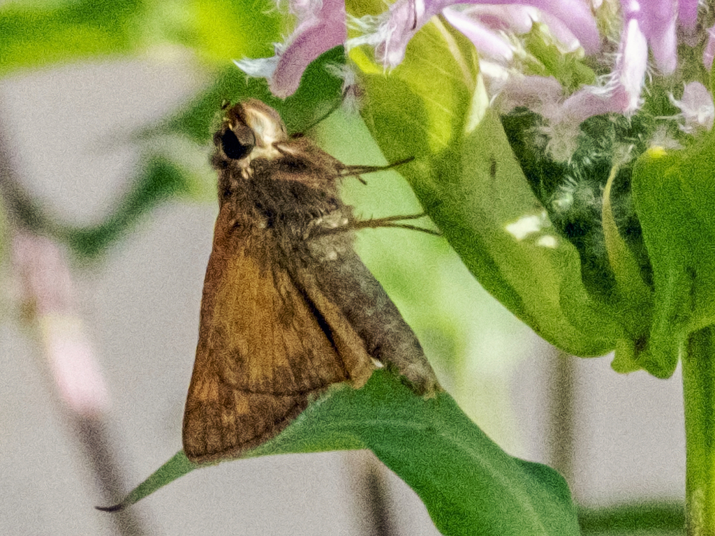 Huron Sachem from Talavera, Oklahoma City, OK, USA on June 18, 2023 at