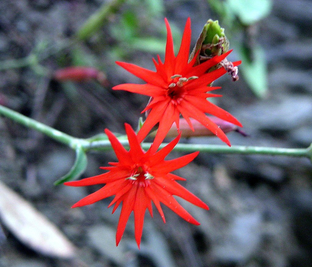 Silene laciniata ssp. laciniata
