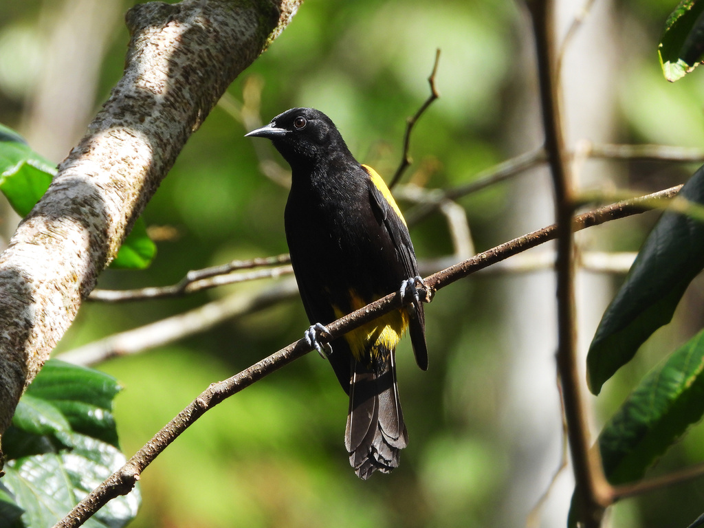 Puerto Rican Oriole