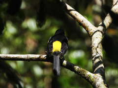 Puerto Rican Oriole photo 2