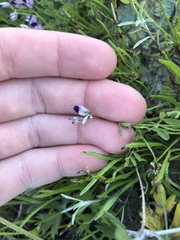 Astragalus rattanii jepsonianus