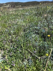 Astragalus rattanii jepsonianus