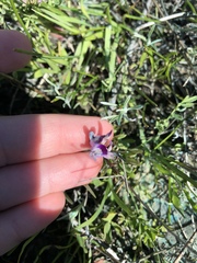 Astragalus rattanii jepsonianus
