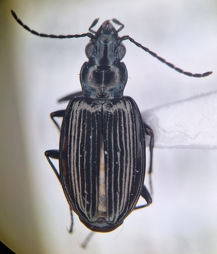 Bembidion gebleri · iNaturalist United Kingdom