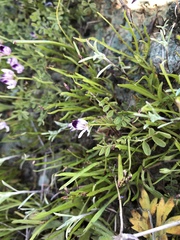 Astragalus rattanii jepsonianus