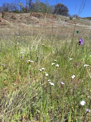 Plagiobothrys stipitatus