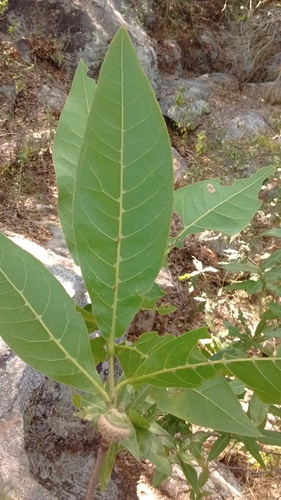 Quercus crispifolia