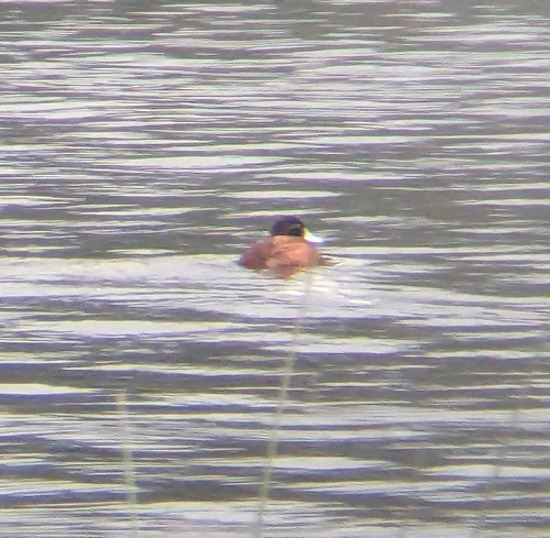 Andean Duck (ferruginea)