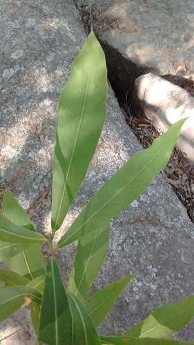Quercus salicifolia