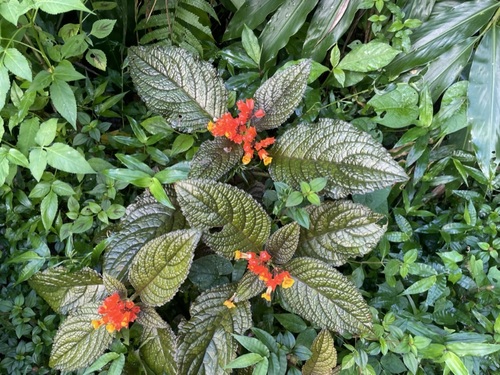 Foto de Canário-vegetal