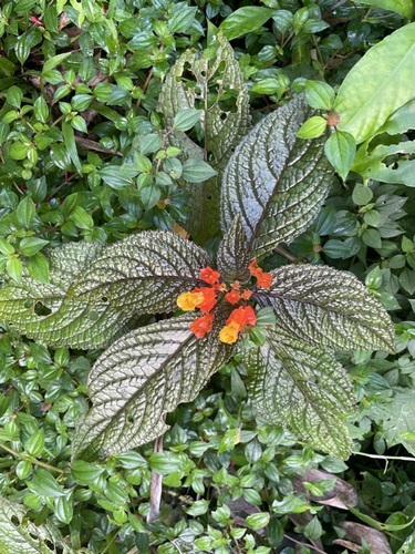 Foto de Canário-vegetal