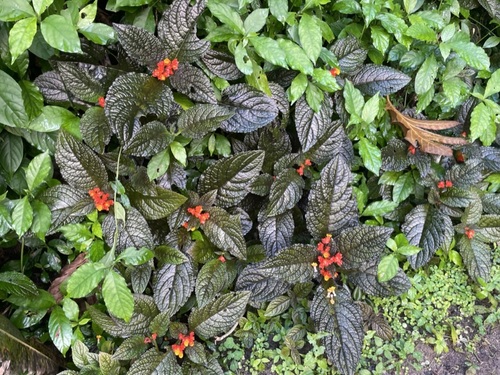 Foto de Canário-vegetal