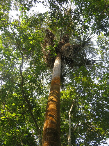Foto de Buriti