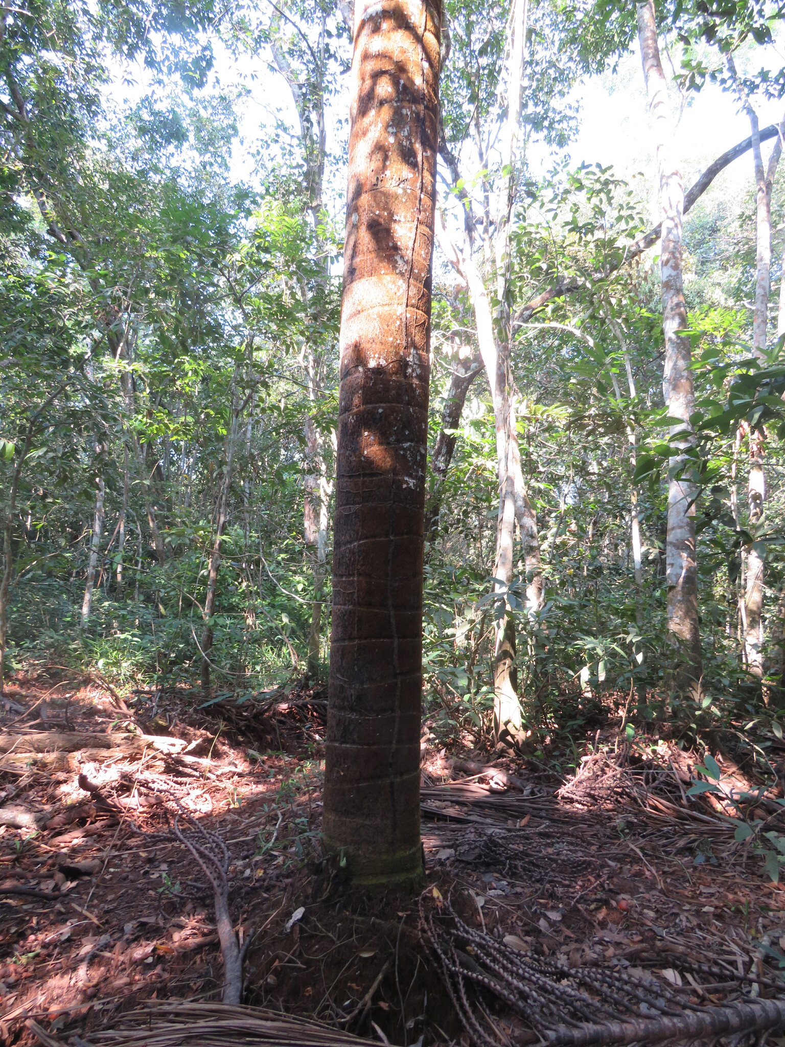 Imagem de Buriti