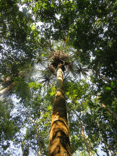 Foto de Buriti
