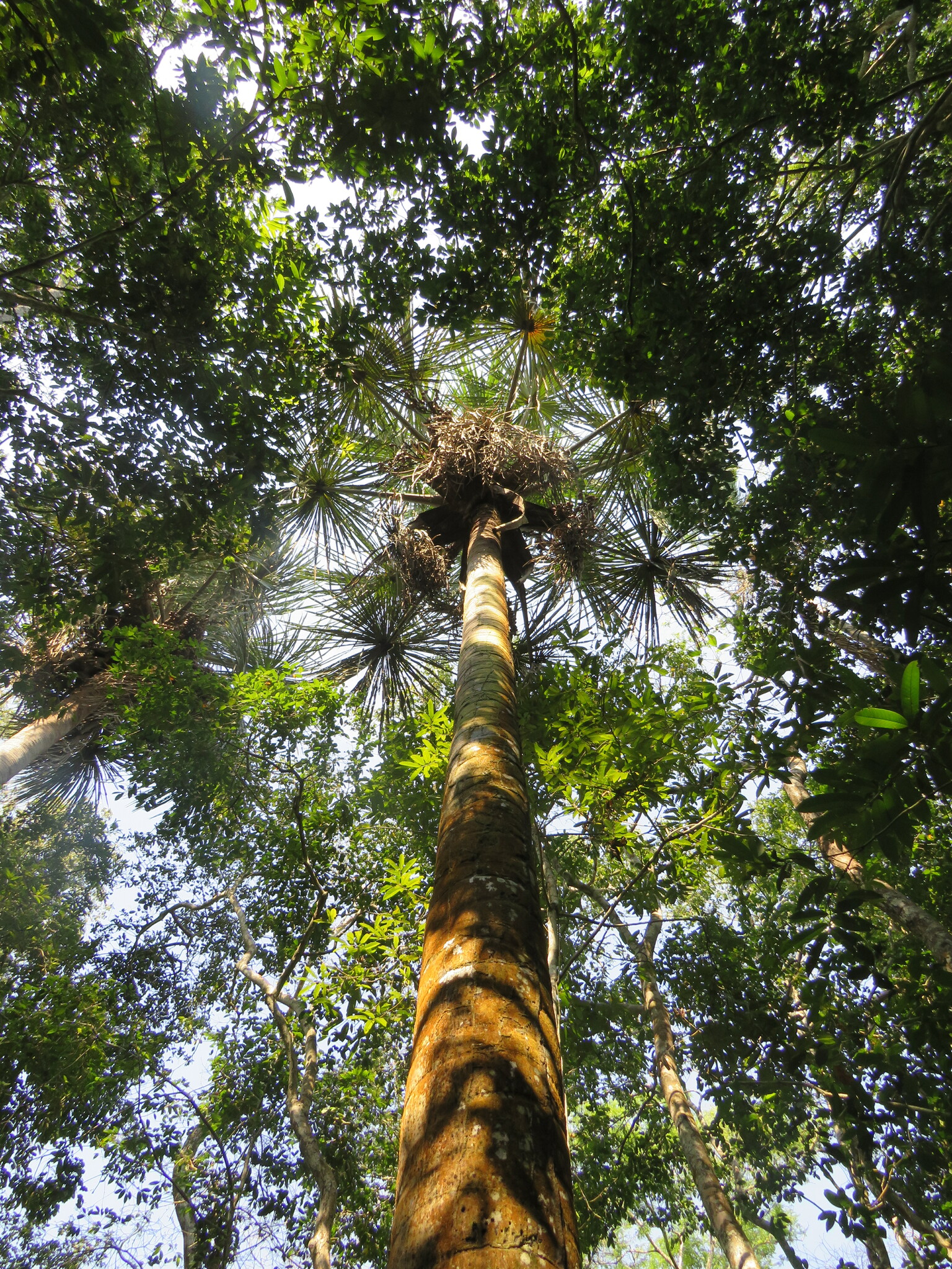 Imagem de Buriti