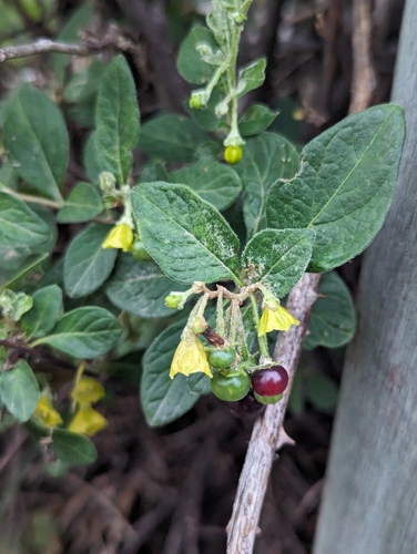 Capsicum rhomboideum (Capsicum rhomboideum)