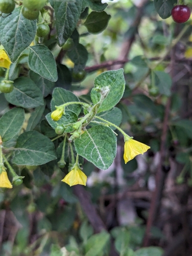 Image of Wild Pepper (Capsicum rhomboideum) by (c) Zihao Wang, some rights reserved (CC BY)