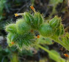 Schizomyia macrofila