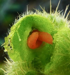 Schizomyia macrofila