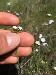 Plagiobothrys stipitatus