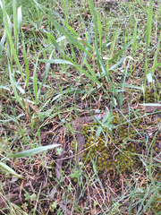 Lithophragma glabrum