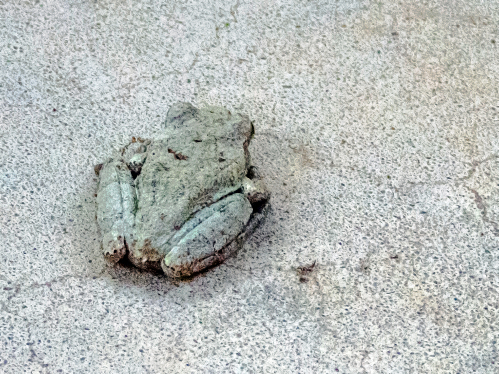 Gray Treefrog Species Complex from Talavera, Oklahoma City, OK, USA on