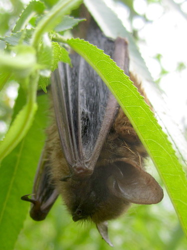 Tricolored Bat