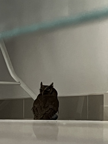Tropical Screech-Owl