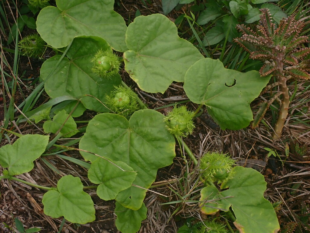 Passiflora vesicaria from Woolgoolga NSW 2456, Australia on January 18 ...