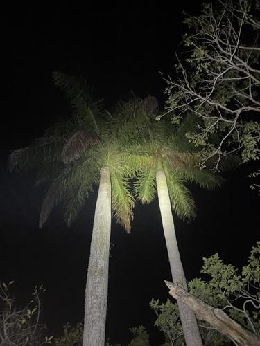 Foto de Palmeira-real