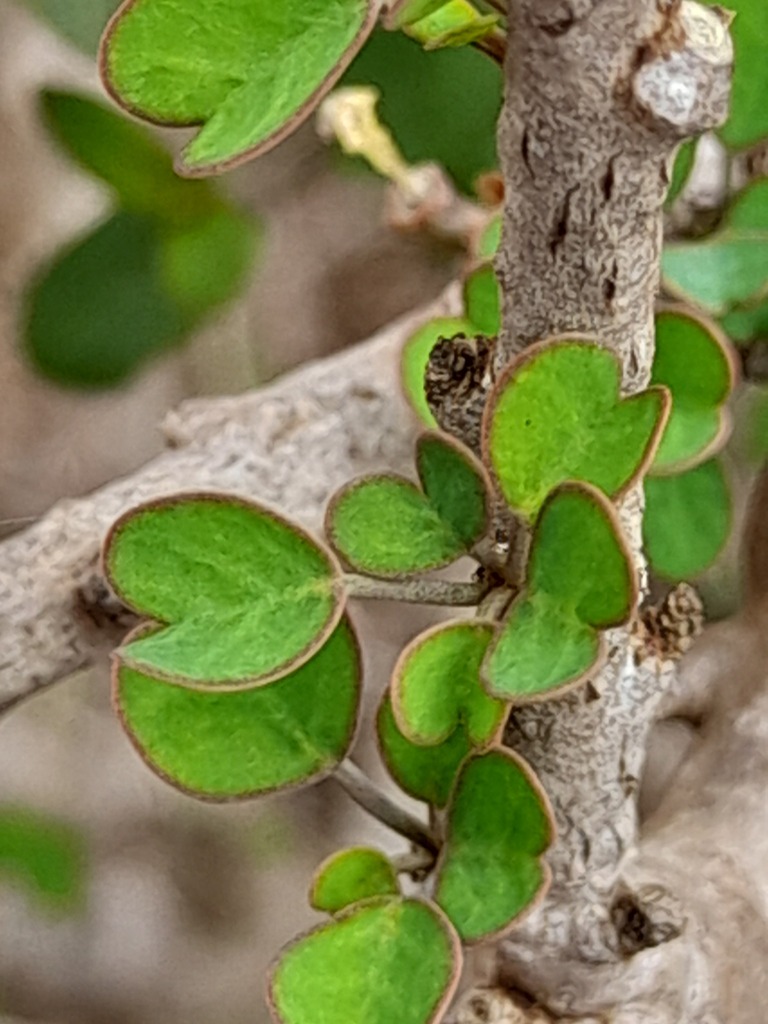 Denisiae
